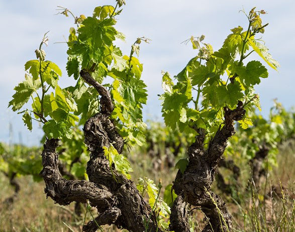 La DO Penedès realitza enquestes a viticultors i cellers pel seu Pla Estratègic 2021-2030